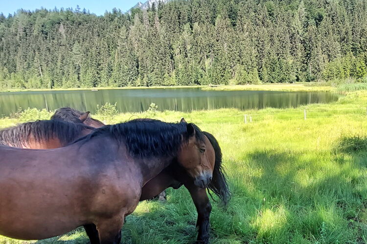 Pferde am Spechtensee