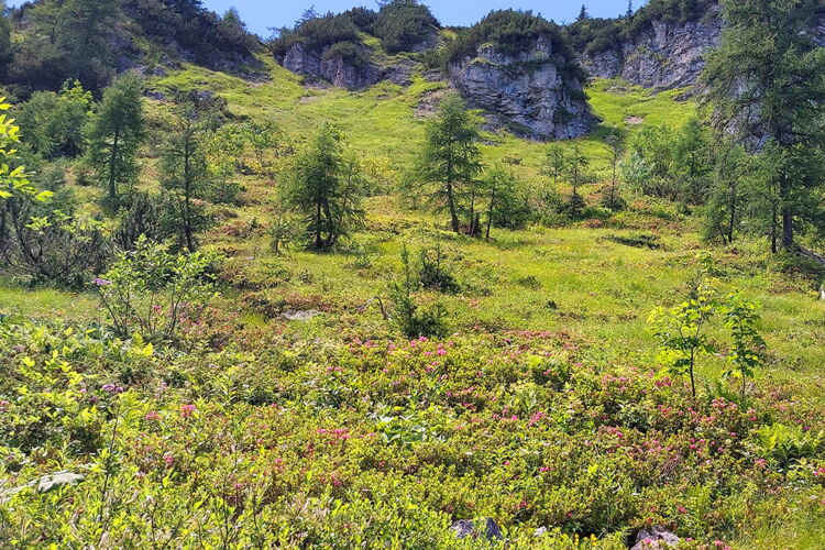 Almrauschblüte am Schneiderkogel